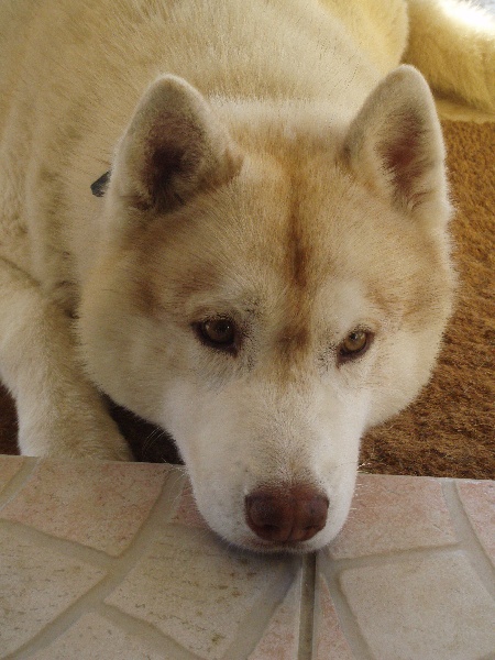 Publication : of Arctic Glance Auteur : Laetitia Rietsch