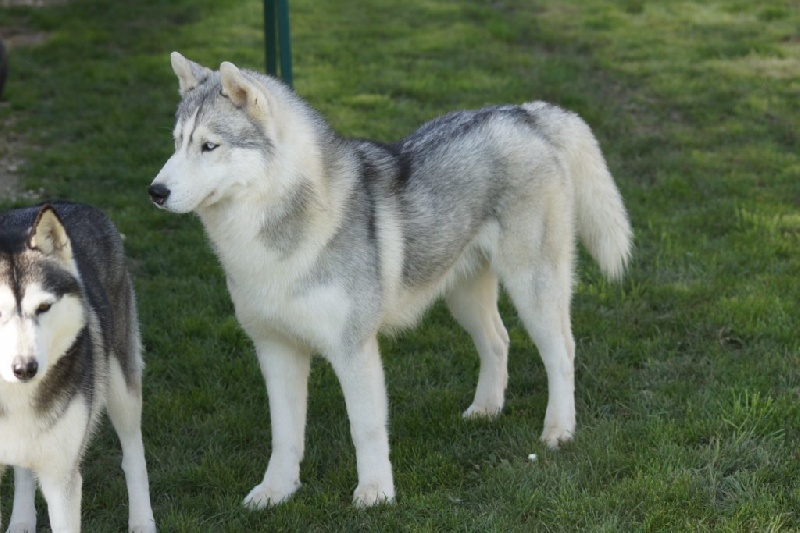 Publication : of Arctic Glance Auteur : Laetitia Rietsch