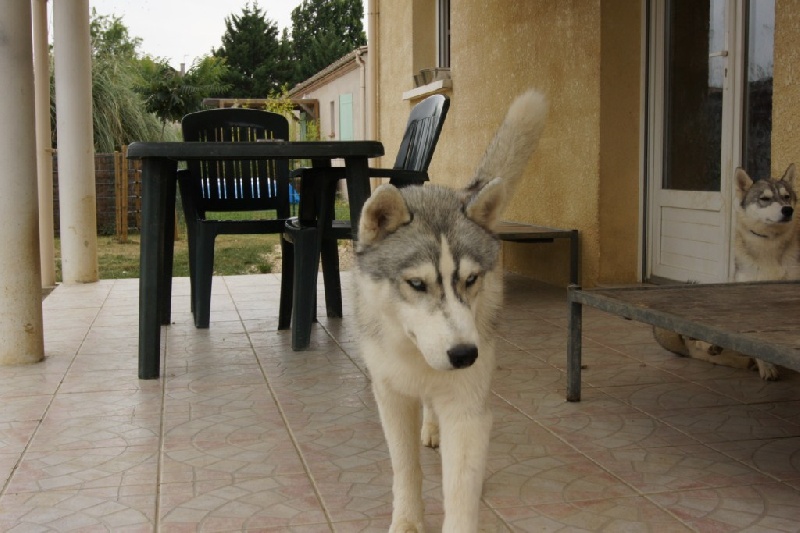 Publication : of Arctic Glance Auteur : Laetitia Rietsch