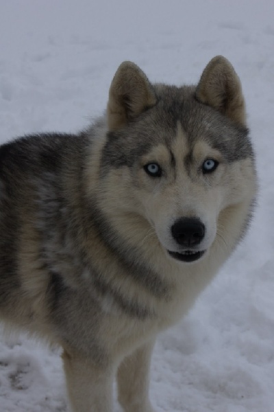 Publication : of Arctic Glance Auteur : Laetitia Rietsch