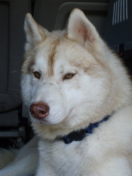 Publication : of Arctic Glance Auteur : Laetitia Rietsch