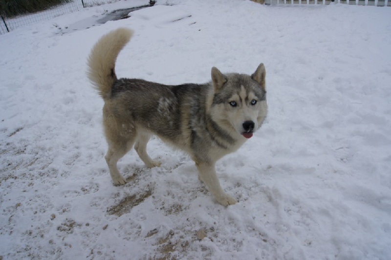 Publication : of Arctic Glance Auteur : Laetitia Rietsch