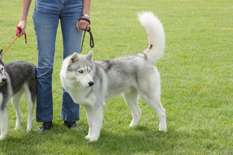 Publication : of Arctic Glance Auteur : Laetitia Rietsch