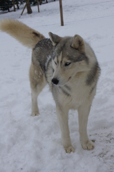 Publication : of Arctic Glance Auteur : Laetitia Rietsch