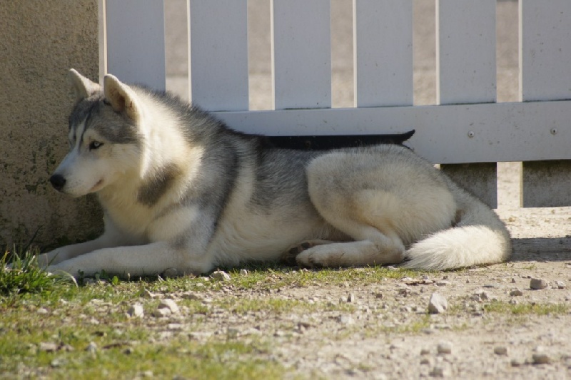 Publication : of Arctic Glance Auteur : Laetitia Rietsch