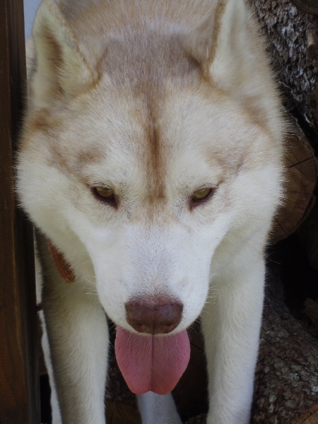 Publication : of Arctic Glance Auteur : Laetitia Rietsch