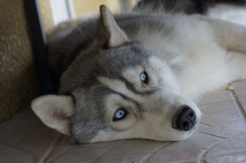 Publication : of Arctic Glance Auteur : Laetitia Rietsch