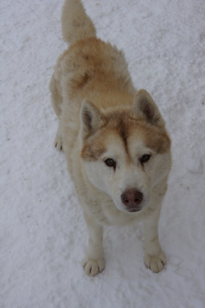 Publication : of Arctic Glance Auteur : Laetitia Rietsch