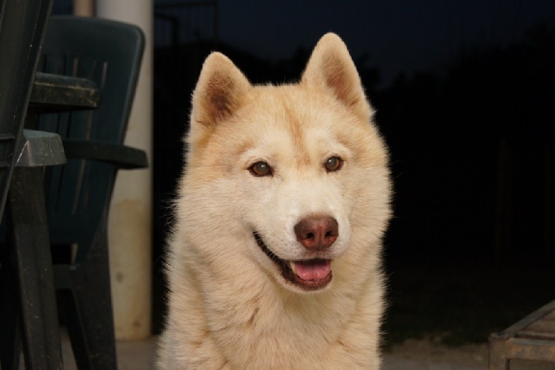 Publication : of Arctic Glance Auteur : Laetitia Rietsch