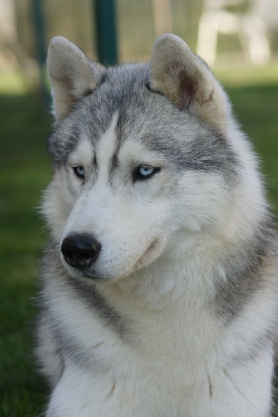 Publication : of Arctic Glance Auteur : Laetitia Rietsch