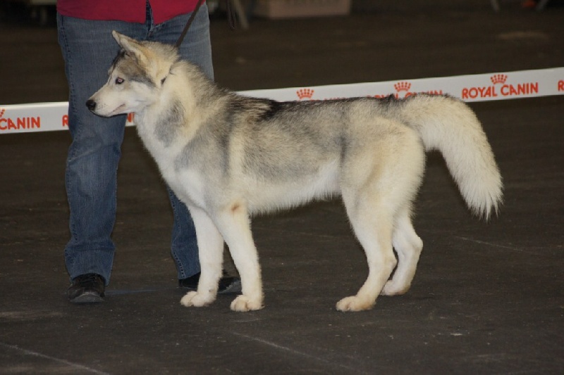 Spirit Of The Wind's Earl grey - 1er Excellent en classe intermédiaire mâle