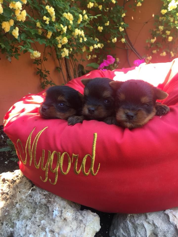 Mygörd - Chiot disponible  - Yorkshire Terrier