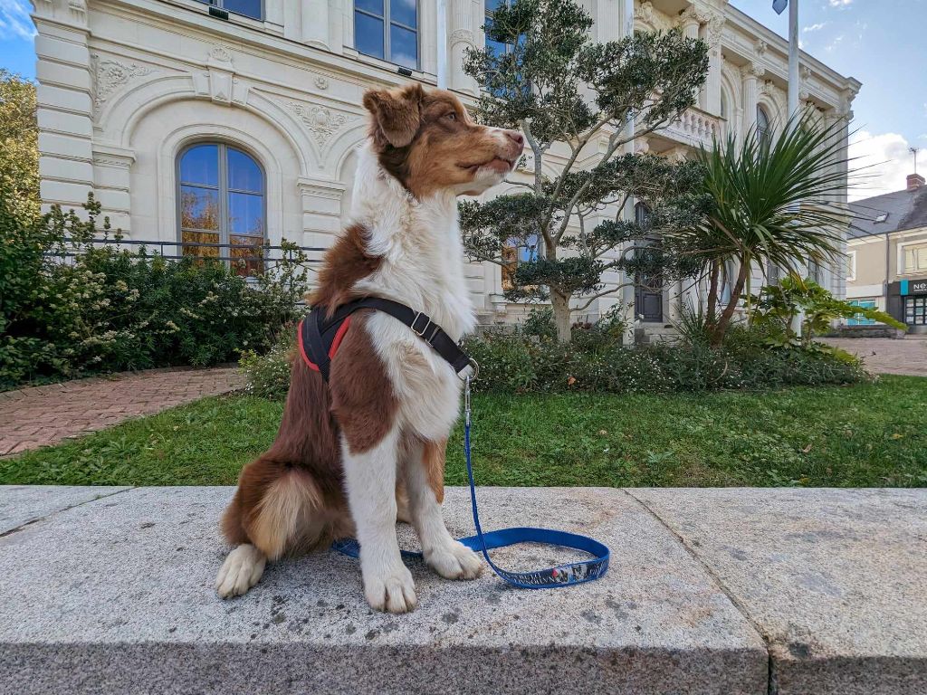 Publication : des aussies de la haye Auteur : Christian PERON