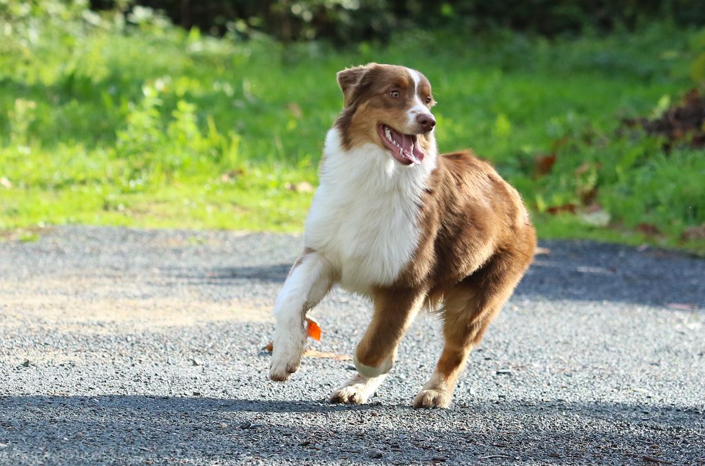 Publication : des aussies de la haye Auteur : Christian PERON