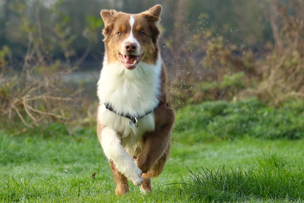 Publication : des aussies de la haye Auteur : Christian PERON