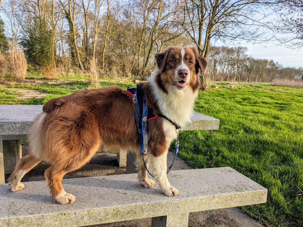 Publication : des aussies de la haye Auteur : Christian PERON