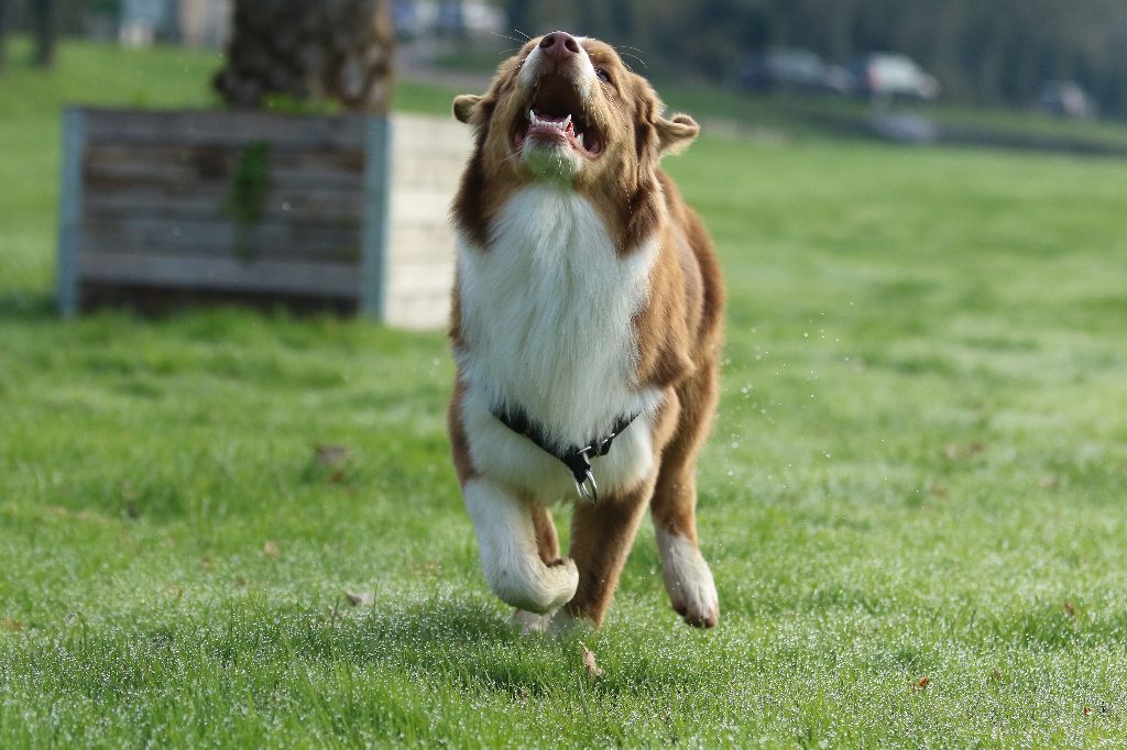 Publication : des aussies de la haye Auteur : Christian PERON