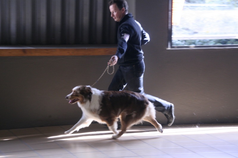 American sheena'ndoah des Chemins Cathares - 1ère de la classe ouverte avec RCACS