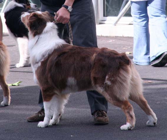 American sheena'ndoah des Chemins Cathares - 1ère Excellent et Meilleure Femelle