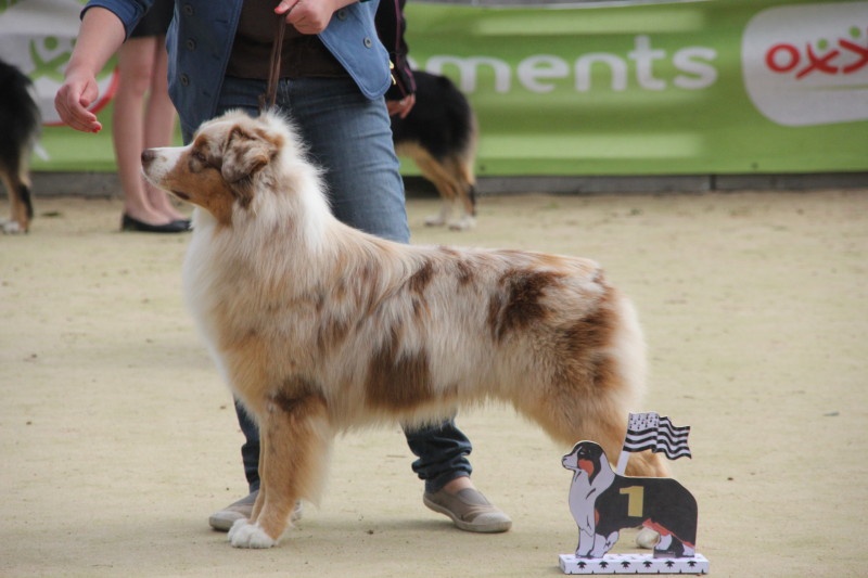 Delbret's Early red sunset - 1er excellent