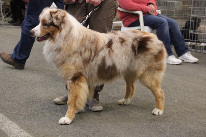 Delbret's Early red sunset - 3ème Excellent