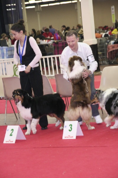 American sheena'ndoah des Chemins Cathares - 3ème Excellent