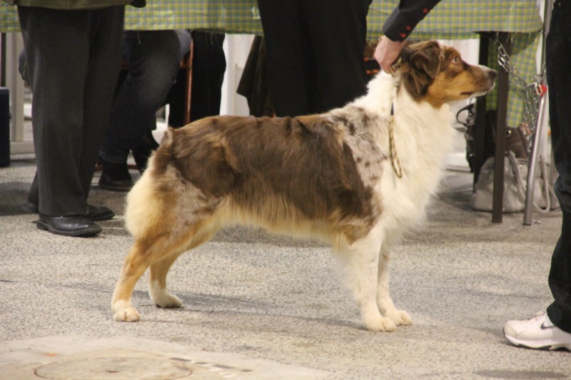 American sheena'ndoah des Chemins Cathares - Excellent en classe ouverte