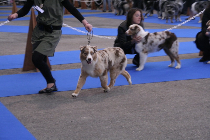 Delbret's Early red sunset - 8ème Prometteur sur 10 chiens classés