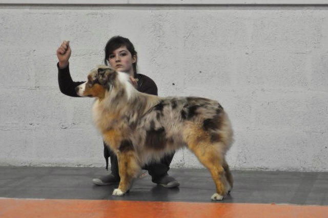 Delbret's Early red sunset - Excellent en classe mâle intermédiaire