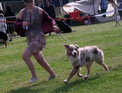 Delbret's Early red sunset - 5ème excellent classe jeune