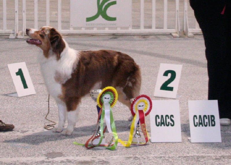 American sheena'ndoah des Chemins Cathares - CACIB et CACS