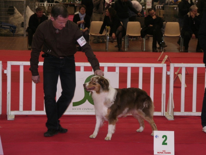 American sheena'ndoah des Chemins Cathares - 2ème Excellent