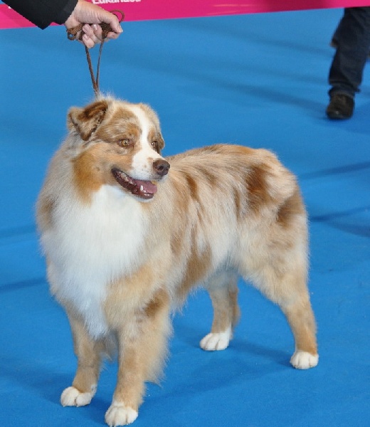 Delbret's Early red sunset - 3ème Excellent