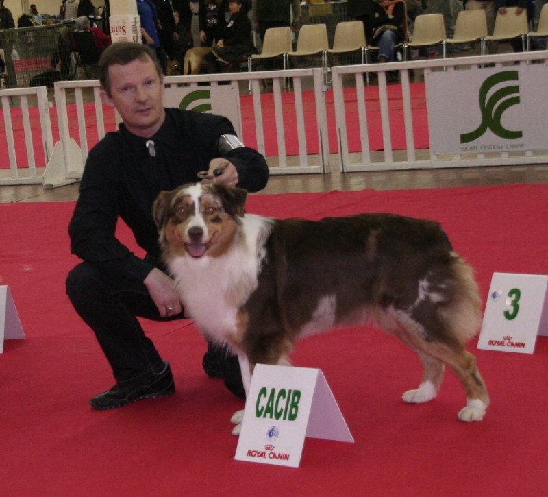 American sheena'ndoah des Chemins Cathares - 1ère de la classe ouverte avec CACIB