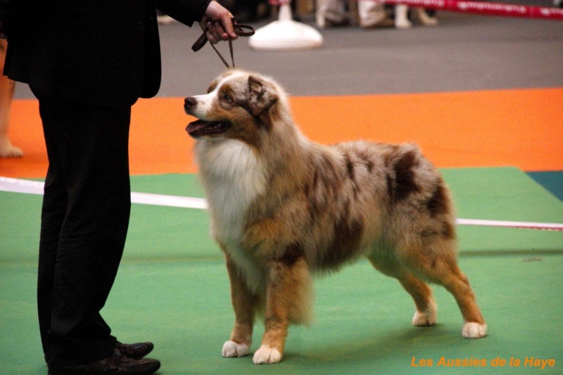 Delbret's Early red sunset - Second excellent R.C.A.C.S et R.C.A.C.I.B