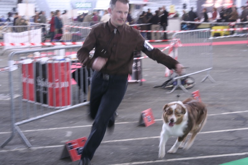 American sheena'ndoah des Chemins Cathares - 1ère de la classe ouverte avec CACS