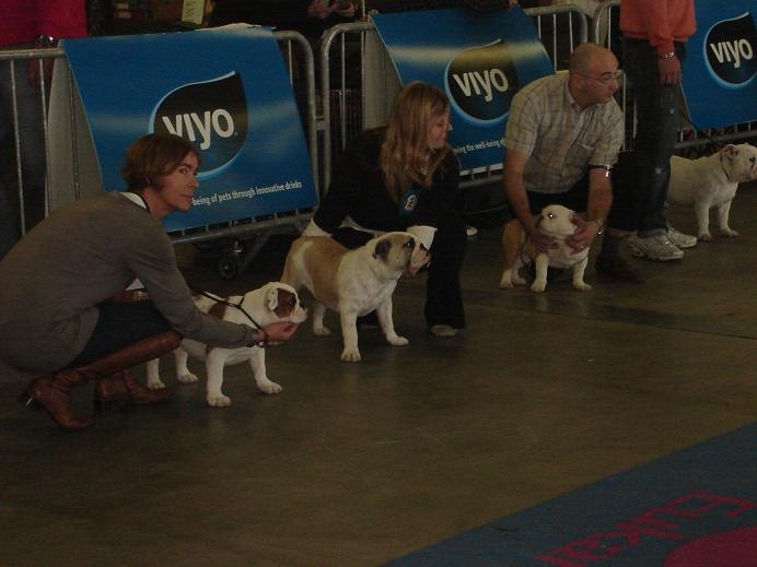 Kingston bull's Hannelore - Très prometteur