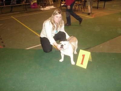 Kingston bull's Hannelore - 1 er très prometteur