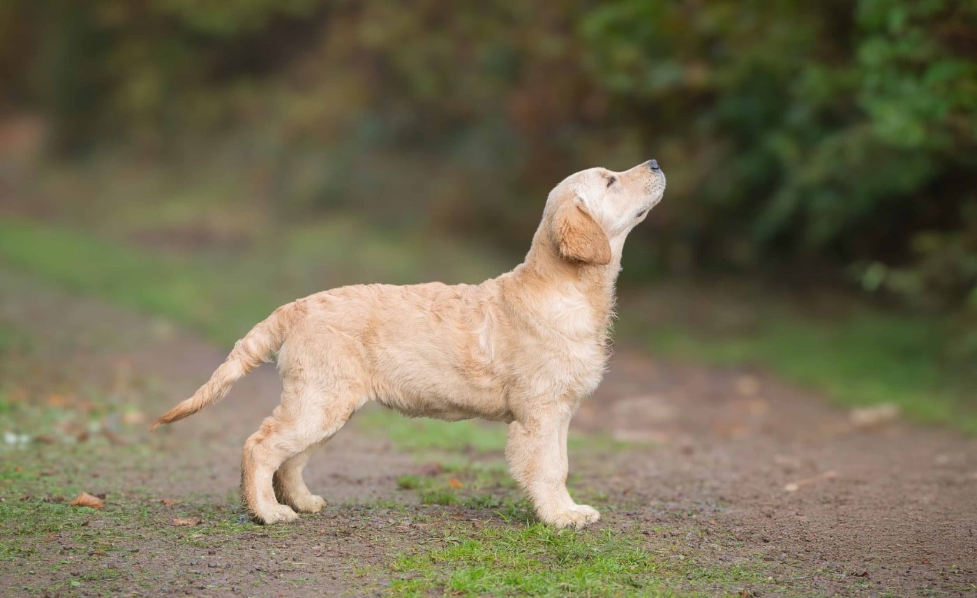 A first reign des plaines des Bruyères