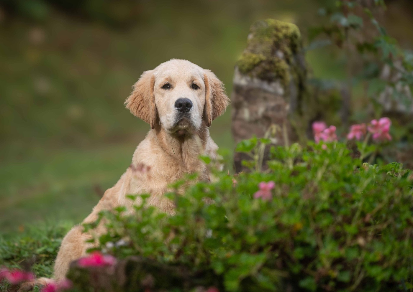 A first reign des plaines des Bruyères