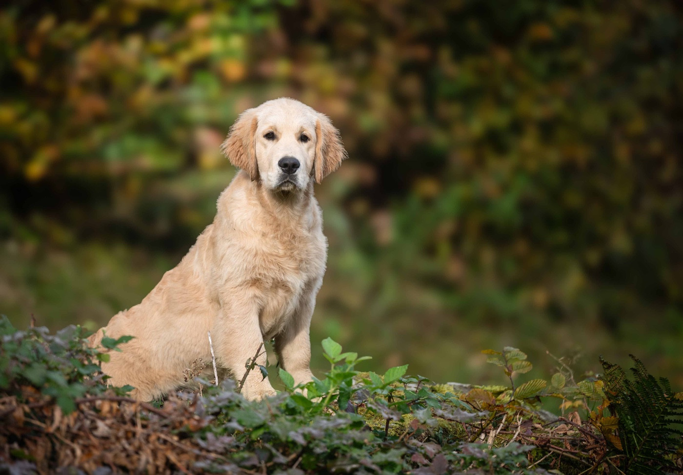 A first reign des plaines des Bruyères