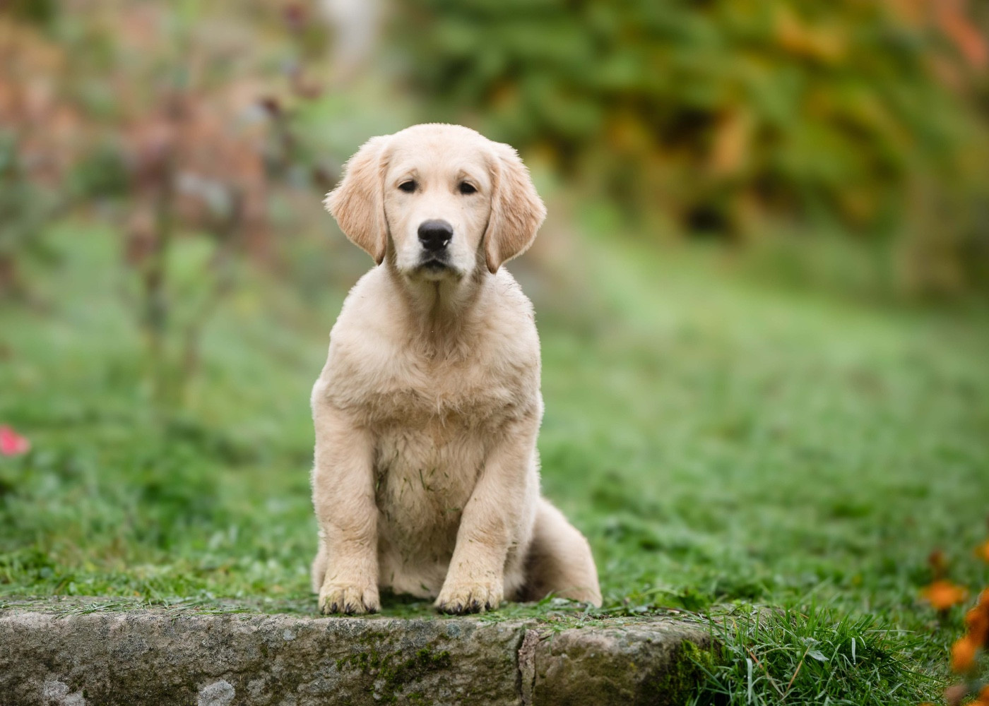A first edition des plaines des Bruyères
