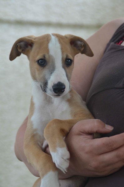 CH. Histoire de france des plaines des Bruyères