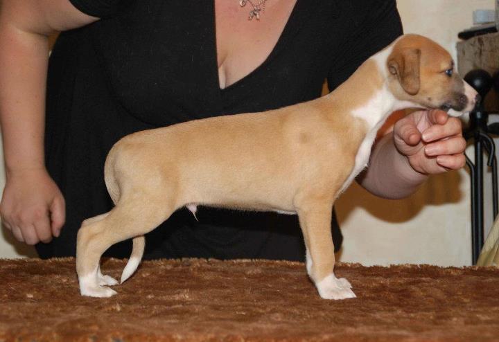 CH. Histoire de france des plaines des Bruyères