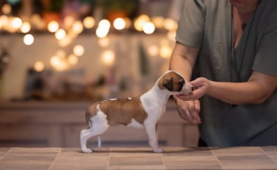 Les chiots de Whippet