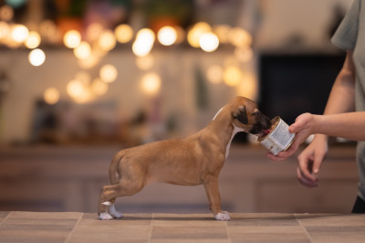 Les chiots de Whippet