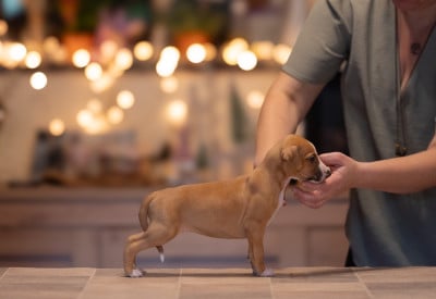 Les chiots de Whippet