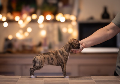 Les chiots de Whippet