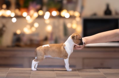 Les chiots de Whippet