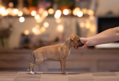 Les chiots de Whippet